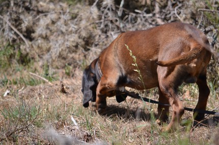 Chien de rouge